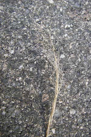 Nassella tenuissima \ Mexikanisches Federgras, Engelhaar / Mexican Feather Grass, D Mannheim 17.2.2014