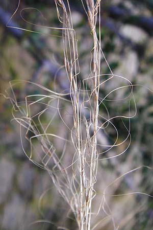 Nassella tenuissima \ Mexikanisches Federgras, Engelhaar / Mexican Feather Grass, D Mannheim 17.2.2014
