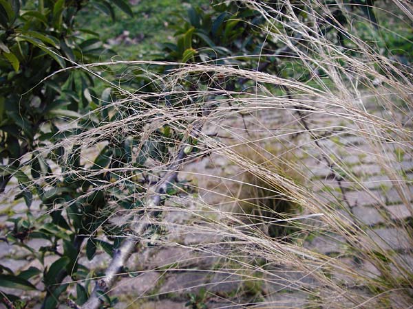 Nassella tenuissima \ Mexikanisches Federgras, Engelhaar / Mexican Feather Grass, D Mannheim 17.2.2014