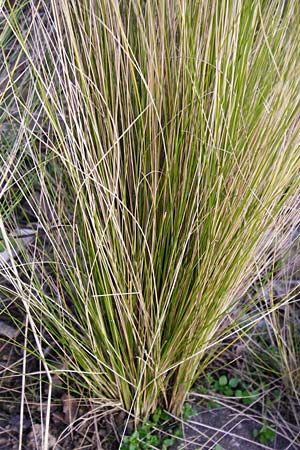 Nassella tenuissima \ Mexikanisches Federgras, Engelhaar / Mexican Feather Grass, D Mannheim 17.2.2014