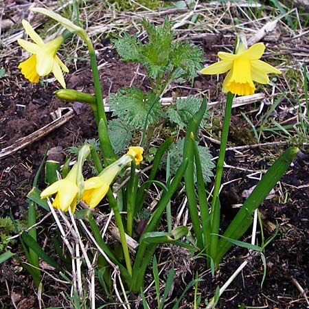 Narcissus x cyclazetta \ Zwerg-Osterglocke / Daffodil tete-a-tete, D Odenwald, Hammelbach 23.3.2014