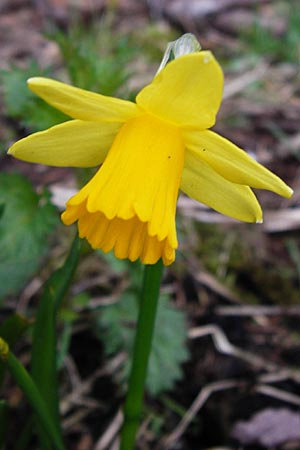 Narcissus x cyclazetta \ Zwerg-Osterglocke / Daffodil tete-a-tete, D Odenwald, Hammelbach 23.3.2014