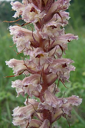 Orobanche amethystea \ Amethyst-Sommerwurz / Seaholly Broomrape, D Zeutern 29.5.2008