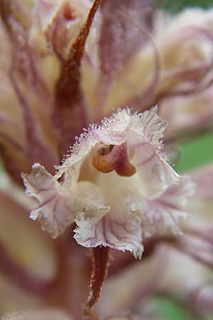 Orobanche amethystea \ Amethyst-Sommerwurz / Seaholly Broomrape, D Zeutern 29.5.2008