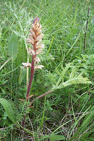 Orobanche amethystea \ Amethyst-Sommerwurz / Seaholly Broomrape, D Zeutern 29.5.2008
