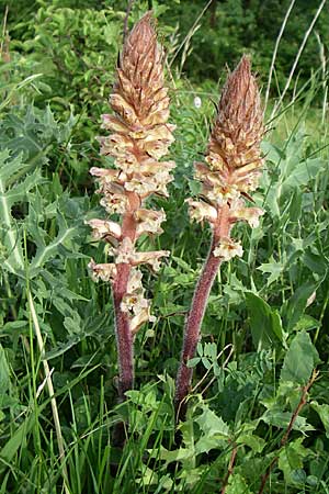 Orobanche amethystea \ Amethyst-Sommerwurz / Seaholly Broomrape, D Zeutern 29.5.2008