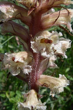 Orobanche amethystea \ Amethyst-Sommerwurz / Seaholly Broomrape, D Rheinhessen, Flonheim 14.6.2008