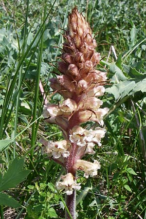 Orobanche amethystea \ Amethyst-Sommerwurz / Seaholly Broomrape, D Rheinhessen, Flonheim 14.6.2008