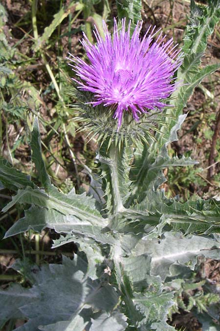 Onopordum acanthium \ Gewhnliche Esels-Distel / Cotton Thistle, D Siefersheim 14.6.2008