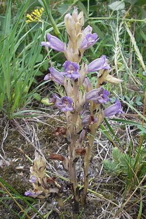 Phelipanche arenaria \ Sand-Sommerwurz / Wormwood Broomrape, D Hemsbach 22.6.2012