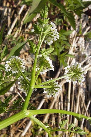 Oenanthe aquatica \ Groer Wasserfenchel, Pferdesaat / Fine-Leaved Water Dropwort, D Lampertheim 10.7.2013