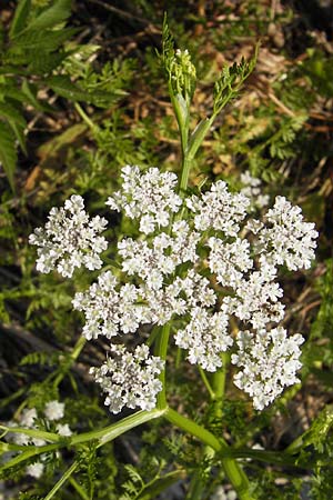 Oenanthe aquatica \ Groer Wasserfenchel, Pferdesaat / Fine-Leaved Water Dropwort, D Lampertheim 10.7.2013