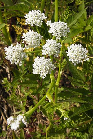 Oenanthe aquatica \ Groer Wasserfenchel, Pferdesaat / Fine-Leaved Water Dropwort, D Lampertheim 10.7.2013