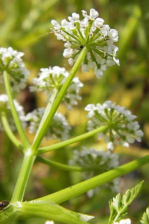 Oenanthe aquatica \ Groer Wasserfenchel, Pferdesaat / Fine-Leaved Water Dropwort, D Lampertheim 10.7.2013