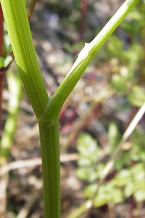 Oenanthe aquatica \ Groer Wasserfenchel, Pferdesaat / Fine-Leaved Water Dropwort, D Lampertheim 10.7.2013