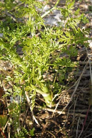 Oenanthe aquatica \ Groer Wasserfenchel, Pferdesaat / Fine-Leaved Water Dropwort, D Lampertheim 10.7.2013