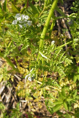 Oenanthe aquatica \ Groer Wasserfenchel, Pferdesaat / Fine-Leaved Water Dropwort, D Lampertheim 10.7.2013