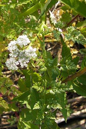 Oenanthe aquatica \ Groer Wasserfenchel, Pferdesaat / Fine-Leaved Water Dropwort, D Lampertheim 10.7.2013