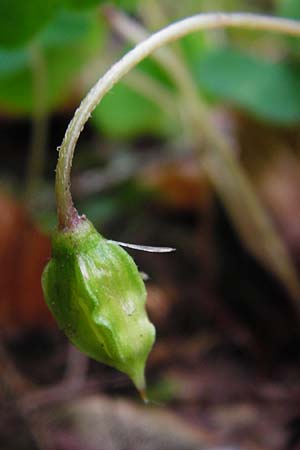Oxalis acetosella \ Wald-Sauerklee / Wood Sorrel, D Odenwald, Waldbrunn 9.5.2014