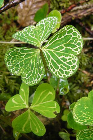 Oxalis acetosella \ Wald-Sauerklee / Wood Sorrel, D Odenwald, Waldbrunn 9.5.2014