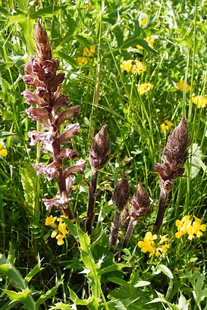 Orobanche amethystea \ Amethyst-Sommerwurz / Seaholly Broomrape, D Ketsch 16.5.2014