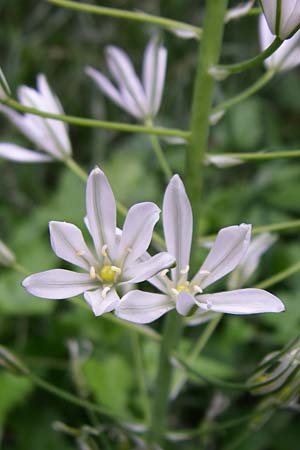Ornithogalum brevistylum \ Kurzgriffeliger Milchstern / Pyramidal Star of Bethlehem, D Weinheim an der Bergstra&szlig;e 17.6.2008