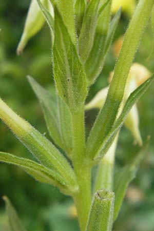 Oenothera biennis \ Gewhnliche Nachtkerze / Common Evening Primrose, D Schwetzingen 14.7.2011
