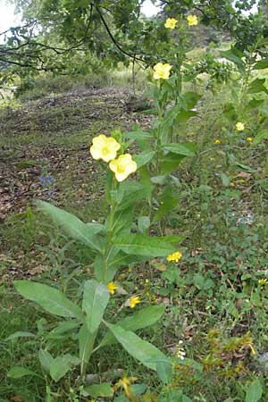 Oenothera biennis \ Gewhnliche Nachtkerze / Common Evening Primrose, D Schwetzingen 14.7.2011