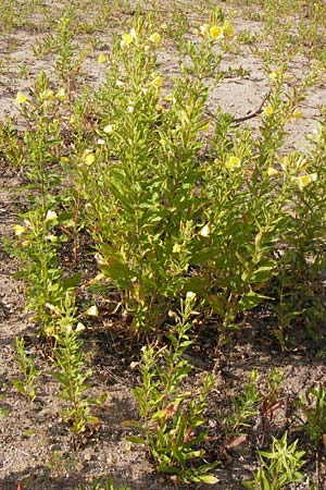 Oenothera biennis \ Gewhnliche Nachtkerze / Common Evening Primrose, D Mannheim 24.6.2013