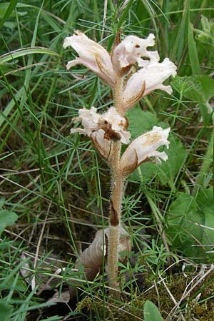 Orobanche caryophyllacea \ Labkraut-Sommerwurz, Nelken-Sommerwurz / Bedstraw Broomrape, D Zeutern 29.5.2008