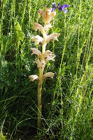 Orobanche caryophyllacea \ Labkraut-Sommerwurz, Nelken-Sommerwurz / Bedstraw Broomrape, D Nördlingen 23.5.2009