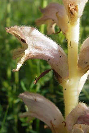 Orobanche caryophyllacea \ Labkraut-Sommerwurz, Nelken-Sommerwurz / Bedstraw Broomrape, D Nördlingen 23.5.2009