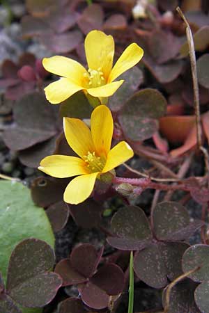 Oxalis corniculata var. atropurpurea \ Kriechender Sauerklee, Rotbrauner Sauerklee / Procumbent Yellow Sorrel, D Odenwald, Michelstadt 6.10.2012