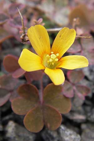 Oxalis corniculata var. atropurpurea \ Kriechender Sauerklee, Rotbrauner Sauerklee / Procumbent Yellow Sorrel, D Odenwald, Michelstadt 6.10.2012