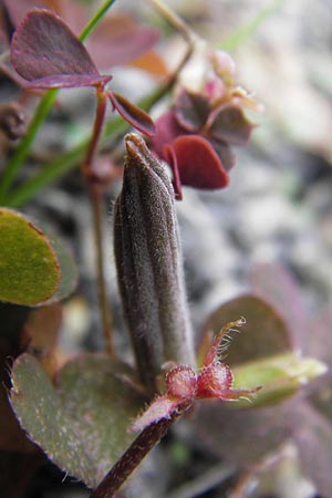 Oxalis corniculata var. atropurpurea \ Kriechender Sauerklee, Rotbrauner Sauerklee / Procumbent Yellow Sorrel, D Odenwald, Michelstadt 6.10.2012