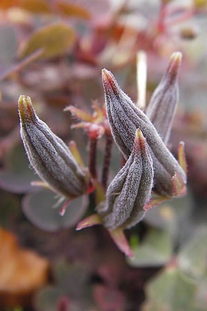 Oxalis corniculata var. atropurpurea \ Kriechender Sauerklee, Rotbrauner Sauerklee / Procumbent Yellow Sorrel, D Odenwald, Michelstadt 6.10.2012