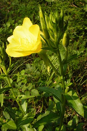 Oenothera spec4 ? \ Nachtkerze / Evening Primrose, D Mannheim-Pfingstberg 31.7.2014