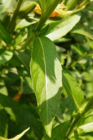 Oenothera spec4 ? \ Nachtkerze / Evening Primrose, D Mannheim-Pfingstberg 31.7.2014
