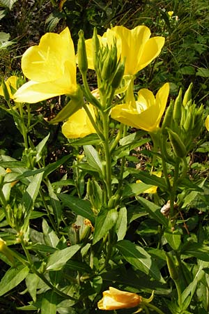 Oenothera spec4 ? \ Nachtkerze / Evening Primrose, D Mannheim-Pfingstberg 31.7.2014