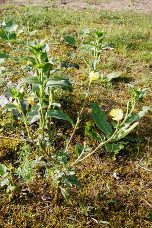 Oenothera villosa \ Weihaarige Nachtkerze / Hairy Evening Primrose, D Mannheim 31.7.2014