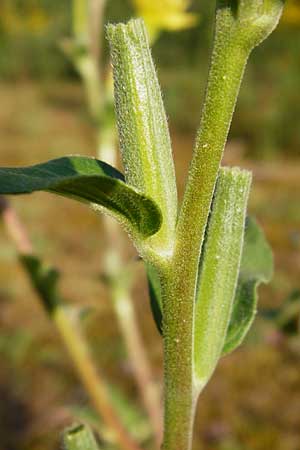 Oenothera villosa \ Weihaarige Nachtkerze / Hairy Evening Primrose, D Mannheim 31.7.2014