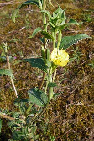 Oenothera villosa \ Weihaarige Nachtkerze / Hairy Evening Primrose, D Mannheim 31.7.2014