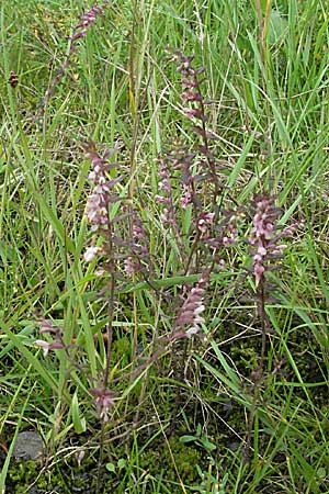 Odontites vulgaris \ Spter Zahntrost, Gewhnlicher Zahntrost / Red Bartsia, D Ortenberg 26.8.2006