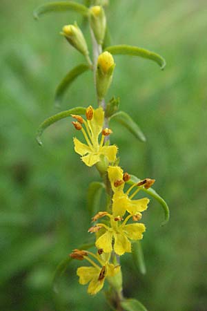 Odontites luteus \ Gelber Zahntrost / Yellow Bartsia, D Weinheim an der Bergstraße 24.7.2007