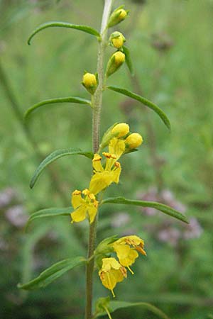 Odontites luteus \ Gelber Zahntrost / Yellow Bartsia, D Weinheim an der Bergstraße 24.7.2007