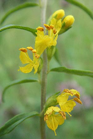 Odontites luteus \ Gelber Zahntrost / Yellow Bartsia, D Weinheim an der Bergstraße 24.7.2007