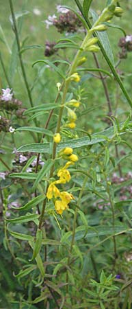 Odontites luteus \ Gelber Zahntrost / Yellow Bartsia, D Weinheim an der Bergstraße 24.7.2007