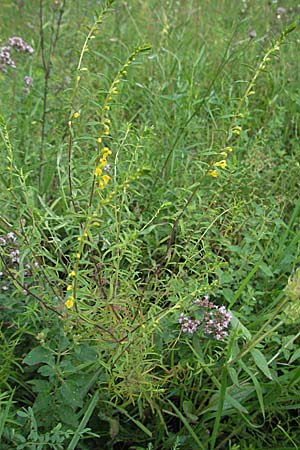 Odontites luteus \ Gelber Zahntrost / Yellow Bartsia, D Weinheim an der Bergstraße 24.7.2007