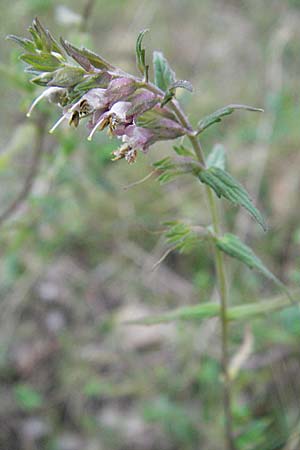 Odontites vulgaris \ Spter Zahntrost, Gewhnlicher Zahntrost / Red Bartsia, D Eisenberg 27.7.2007