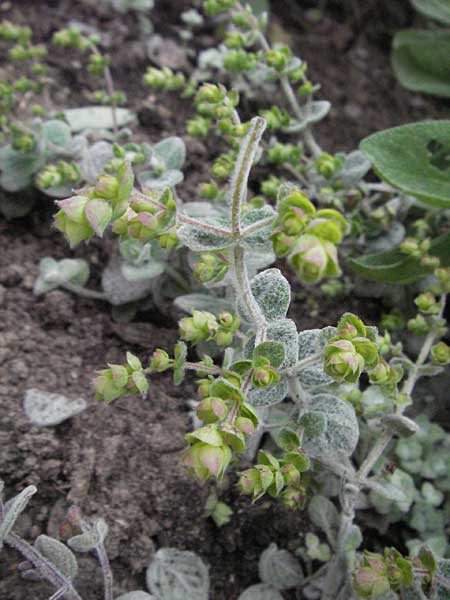 Origanum dictamnus \ Diptam-Dost, Kretischer Oregano / Dittany of Crete, D Lorsch 1.7.2007
